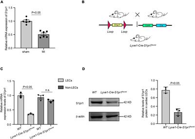 Lymphatic endothelial sphingosine 1-phosphate receptor 1 enhances macrophage clearance via lymphatic system following myocardial infarction